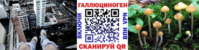 Псилоцибиновые грибы мухоморы  магазин  наркотиков  Хасавюрт 